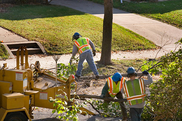 Best Stump Grinding and Removal  in Timberline Fernwood, AZ